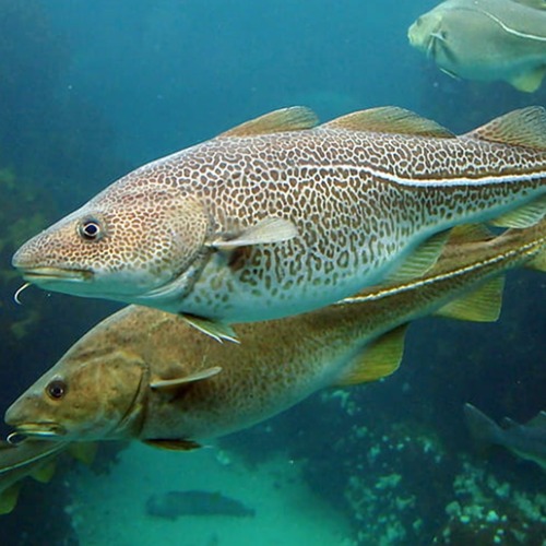 Atlantic COD