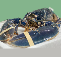 Blue Lobster
