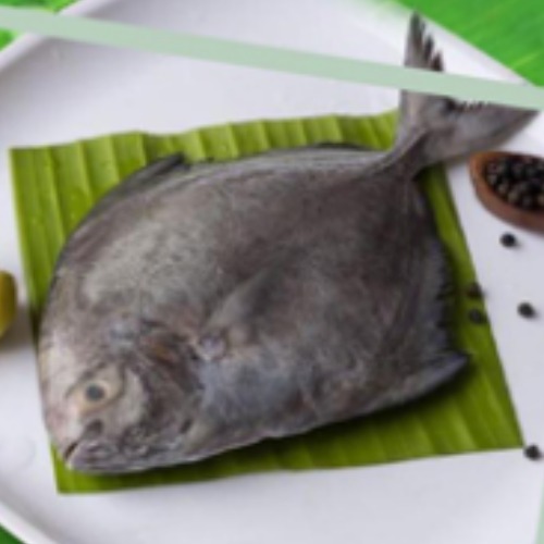 Black Pomfret