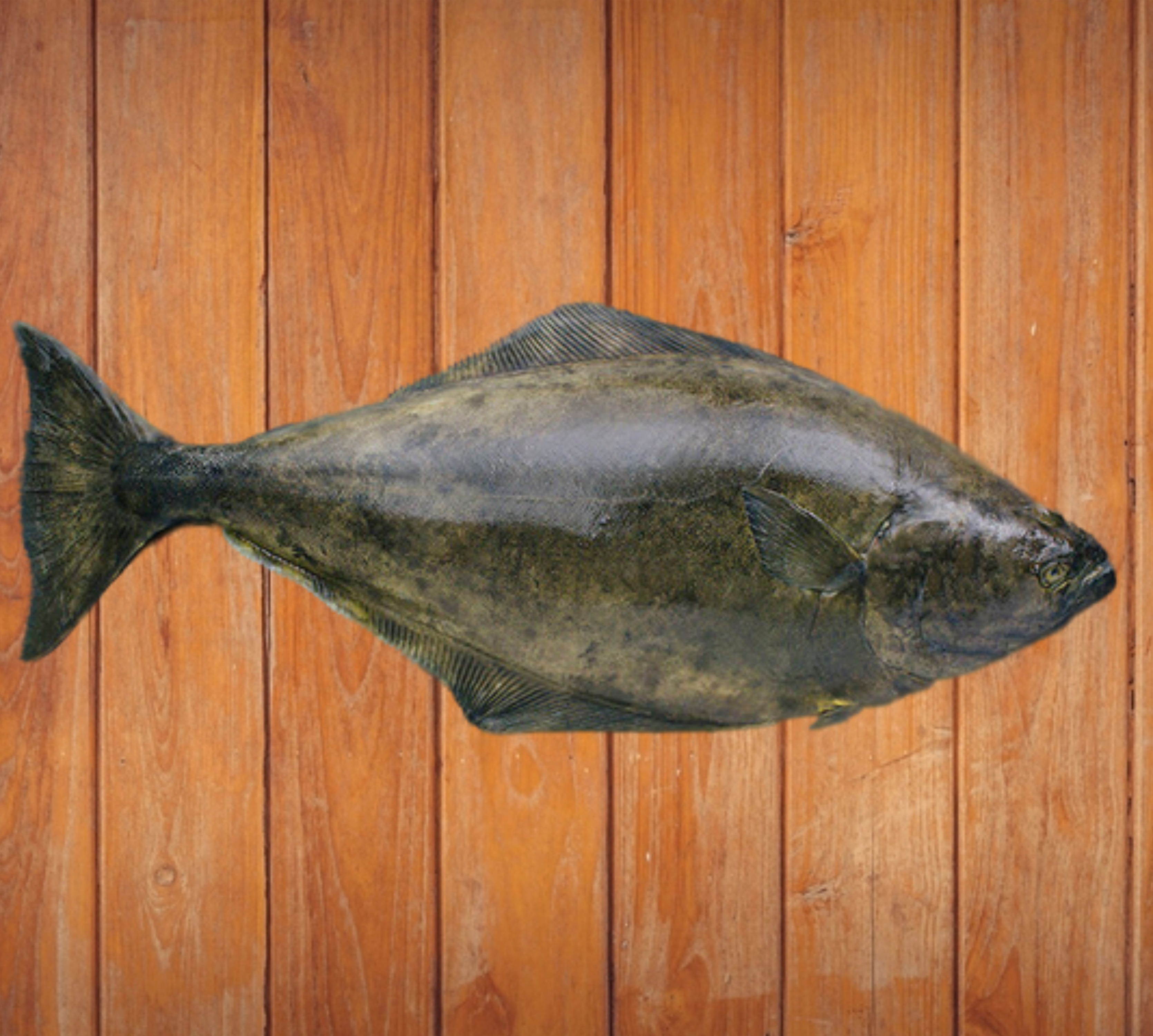 Halibut