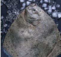 Turbot Wild / Farmed