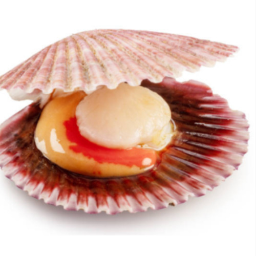 Live Scallops