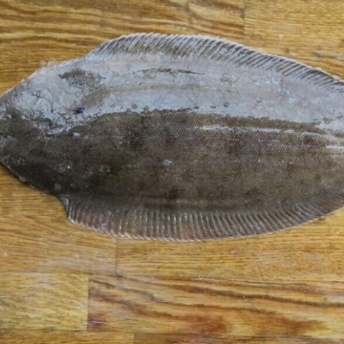 Fresh Dover Sole flatfish – premium seafood supplier UAE