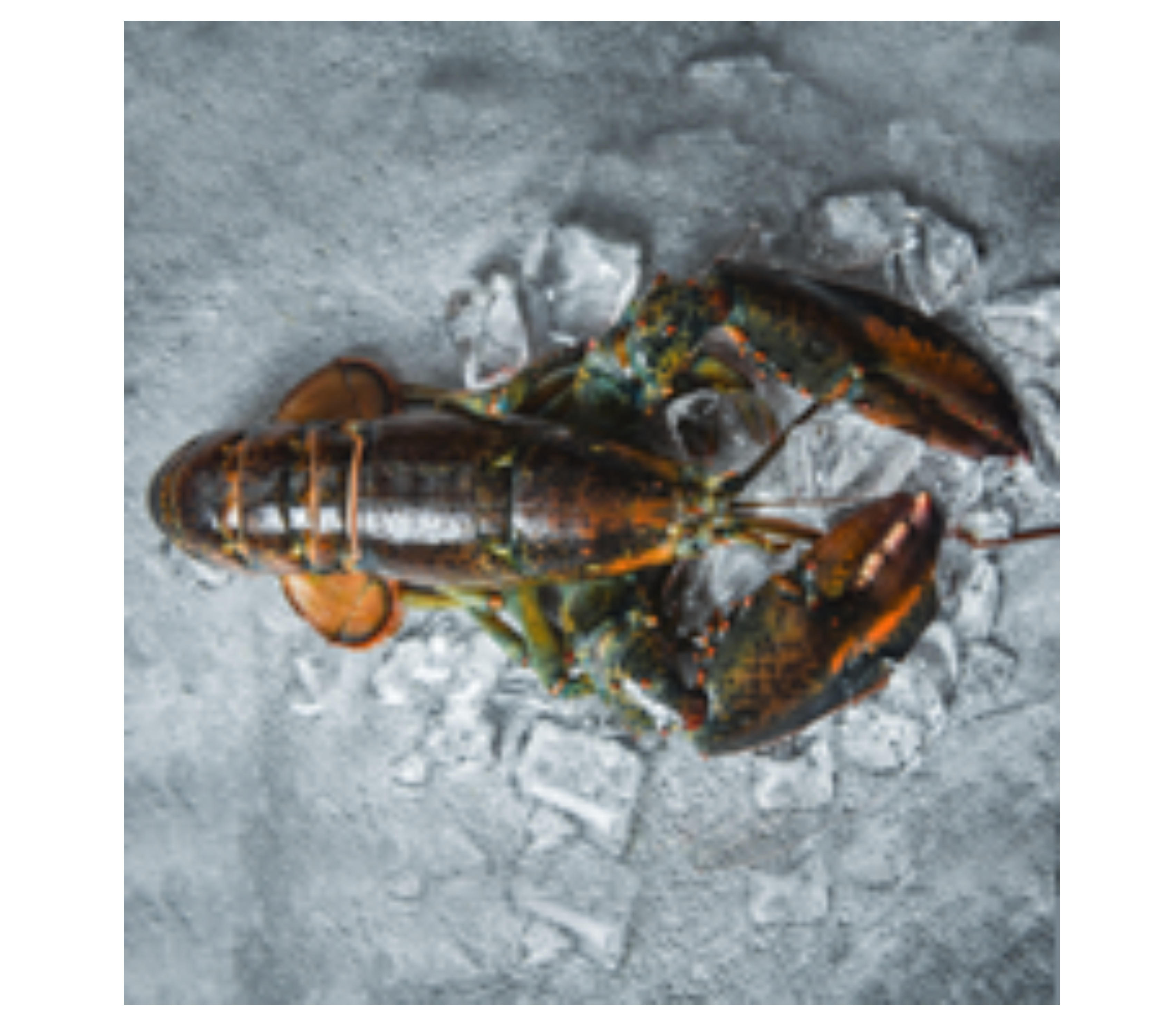 Canadian Lobster