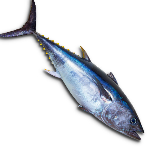 Blue Fin Tuna