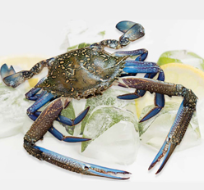 Blue Crab