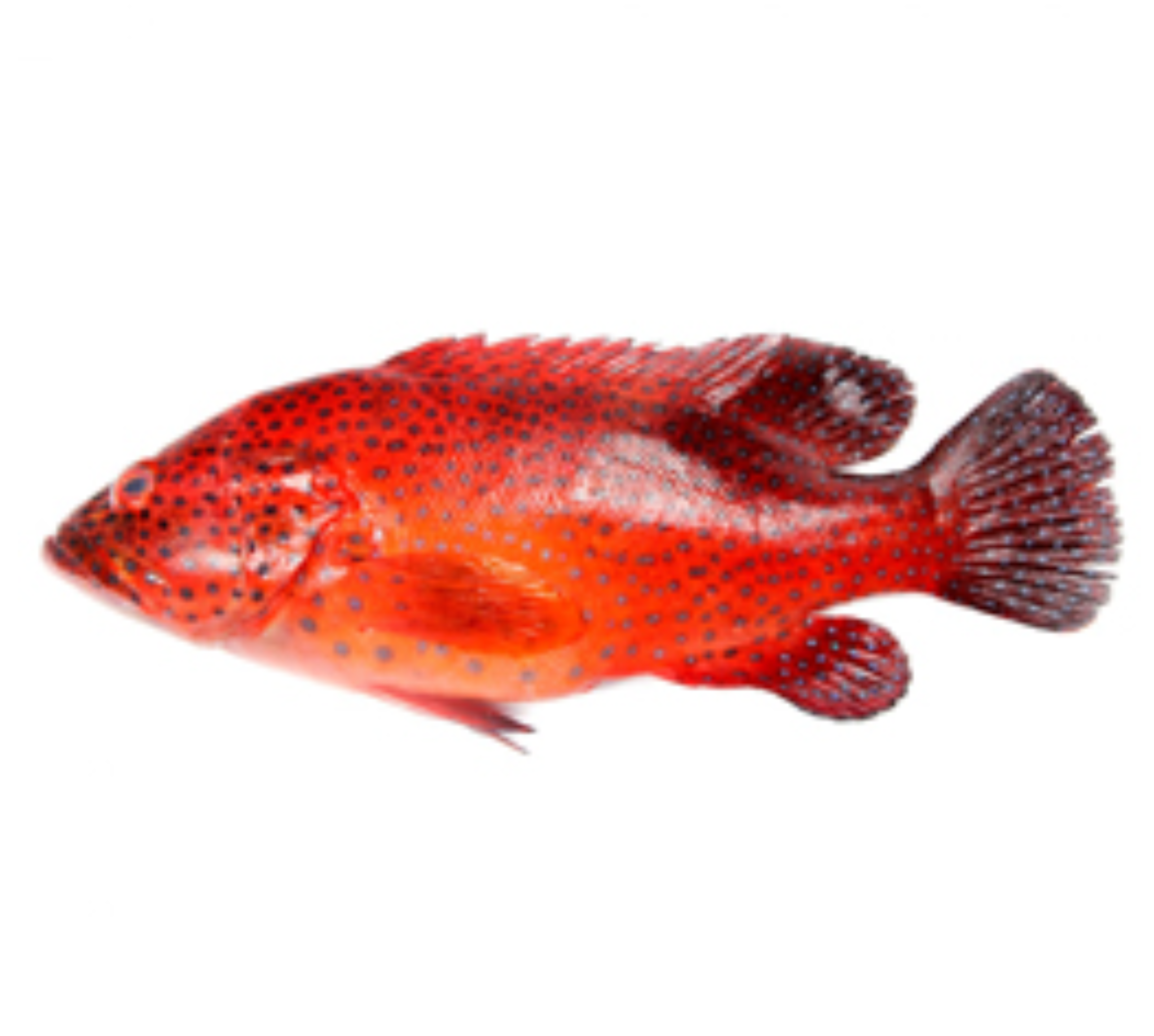 Hamour Whole