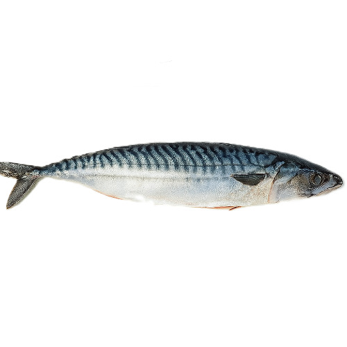 Atlantic mackarel