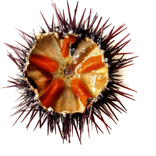 Sea Urchin