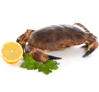 Brown Crab