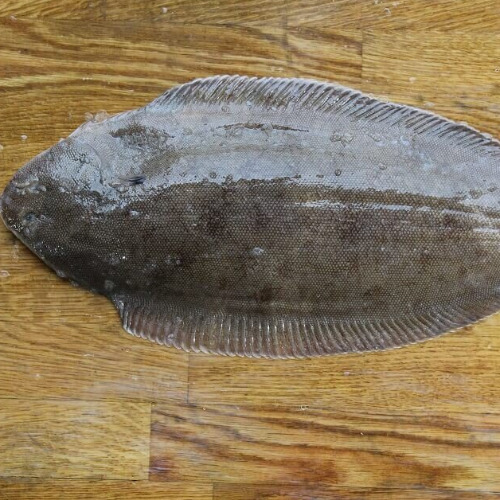 Dover Sole