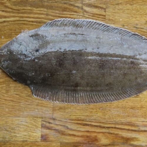 Fresh Dover Sole flatfish – premium seafood supplier UAE