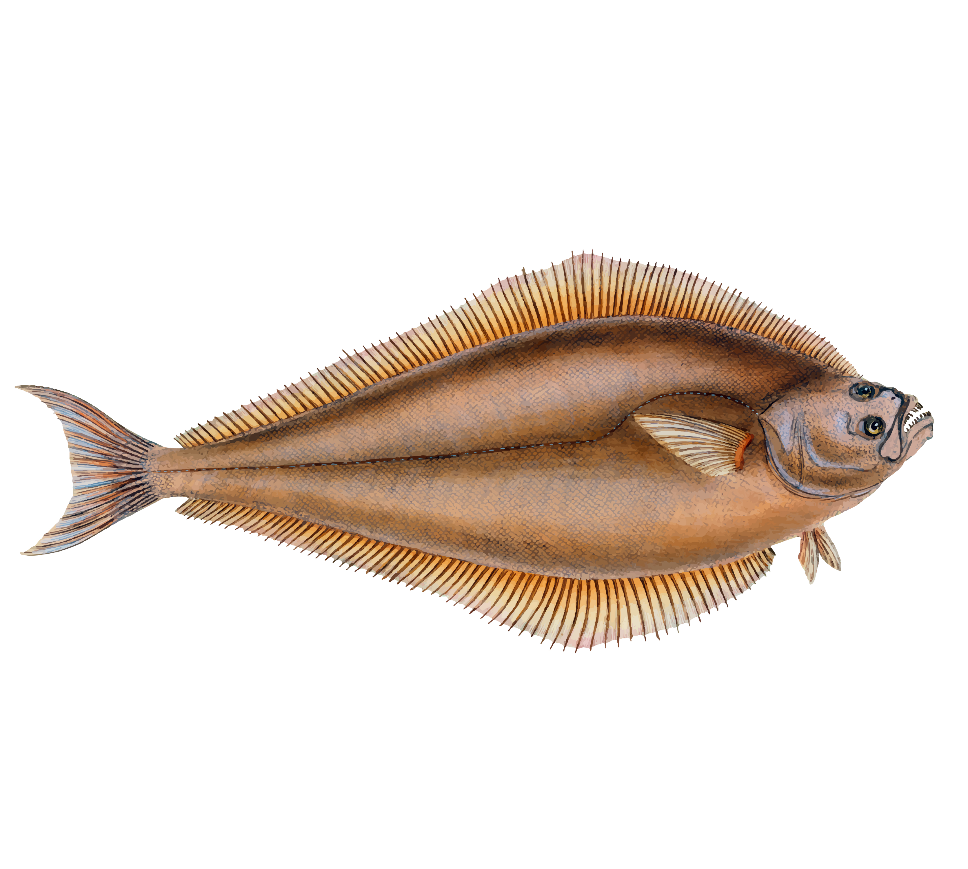Halibut