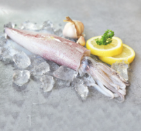 Squid