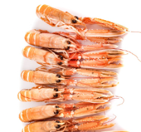 Langoustines