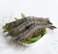 Shrimps H On Black Tiger