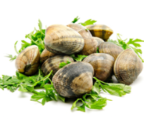 Carpet Shell Clams