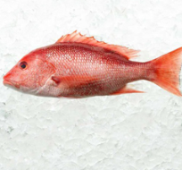 Red Snapper Whole