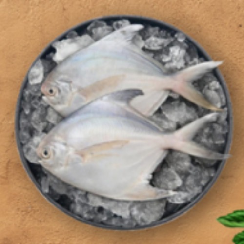 White Pomfret