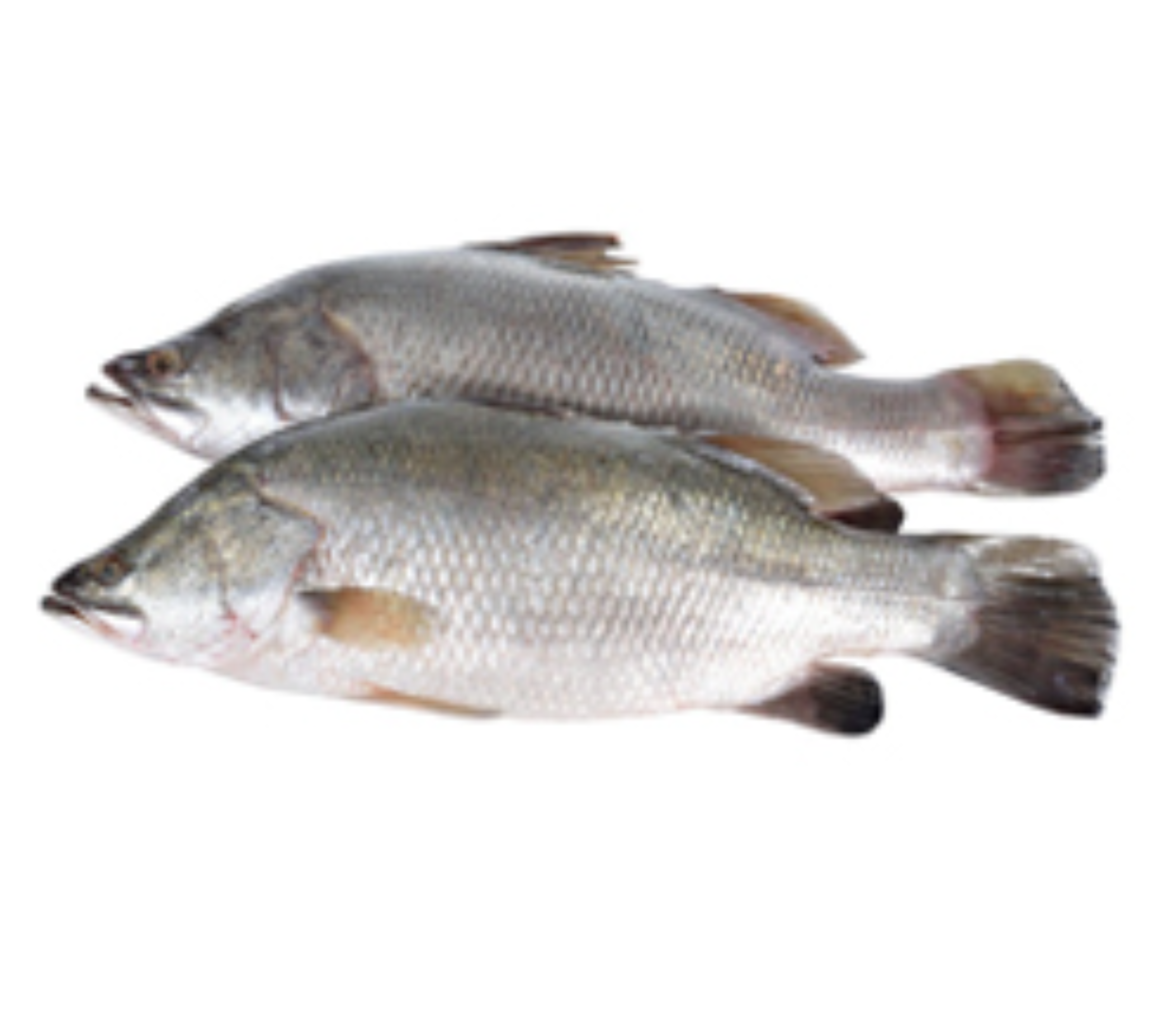 Barramundi