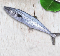 King Fish