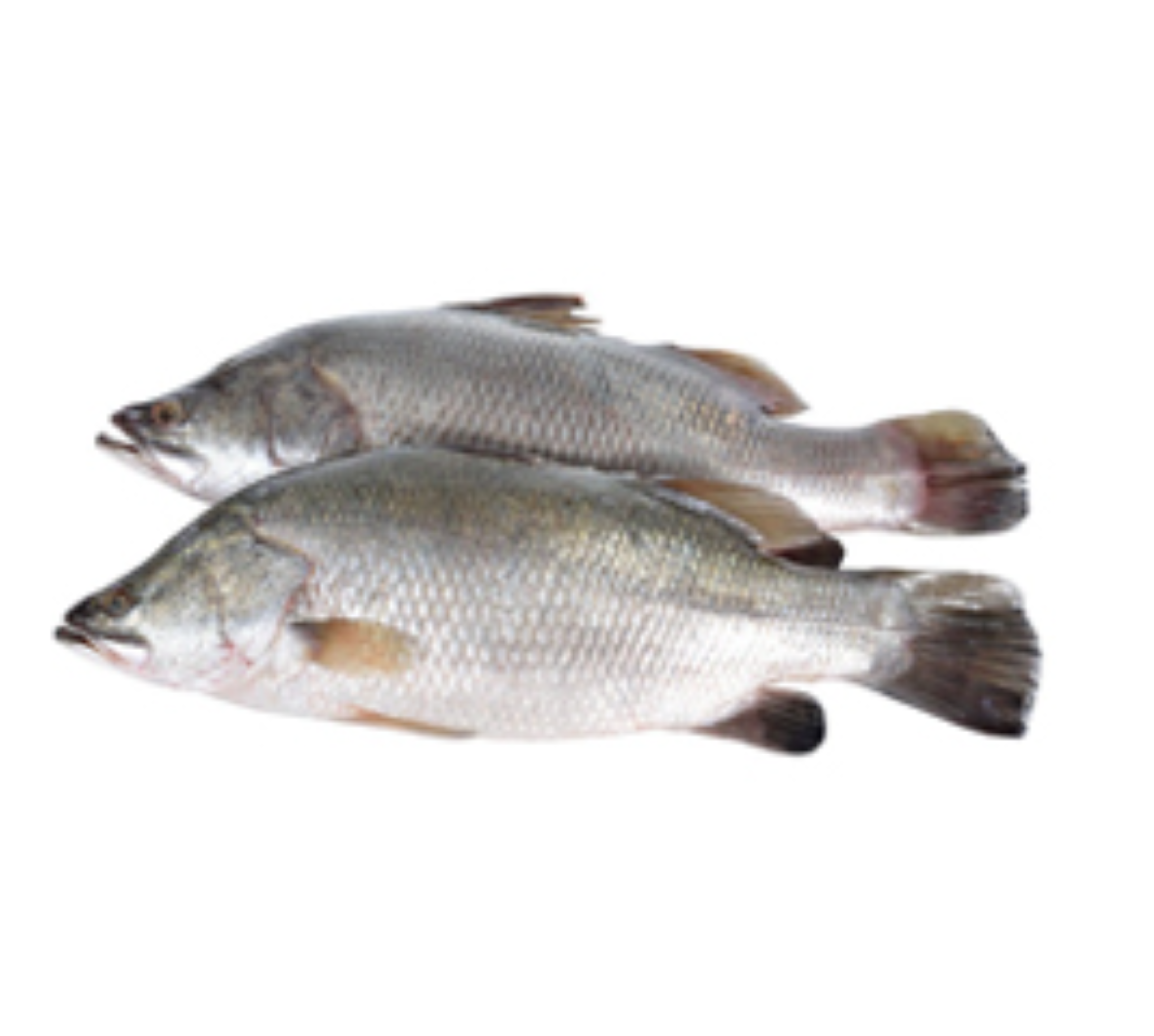 Barramundi – Fresh & Delicious | Deep Seafood Company UAE