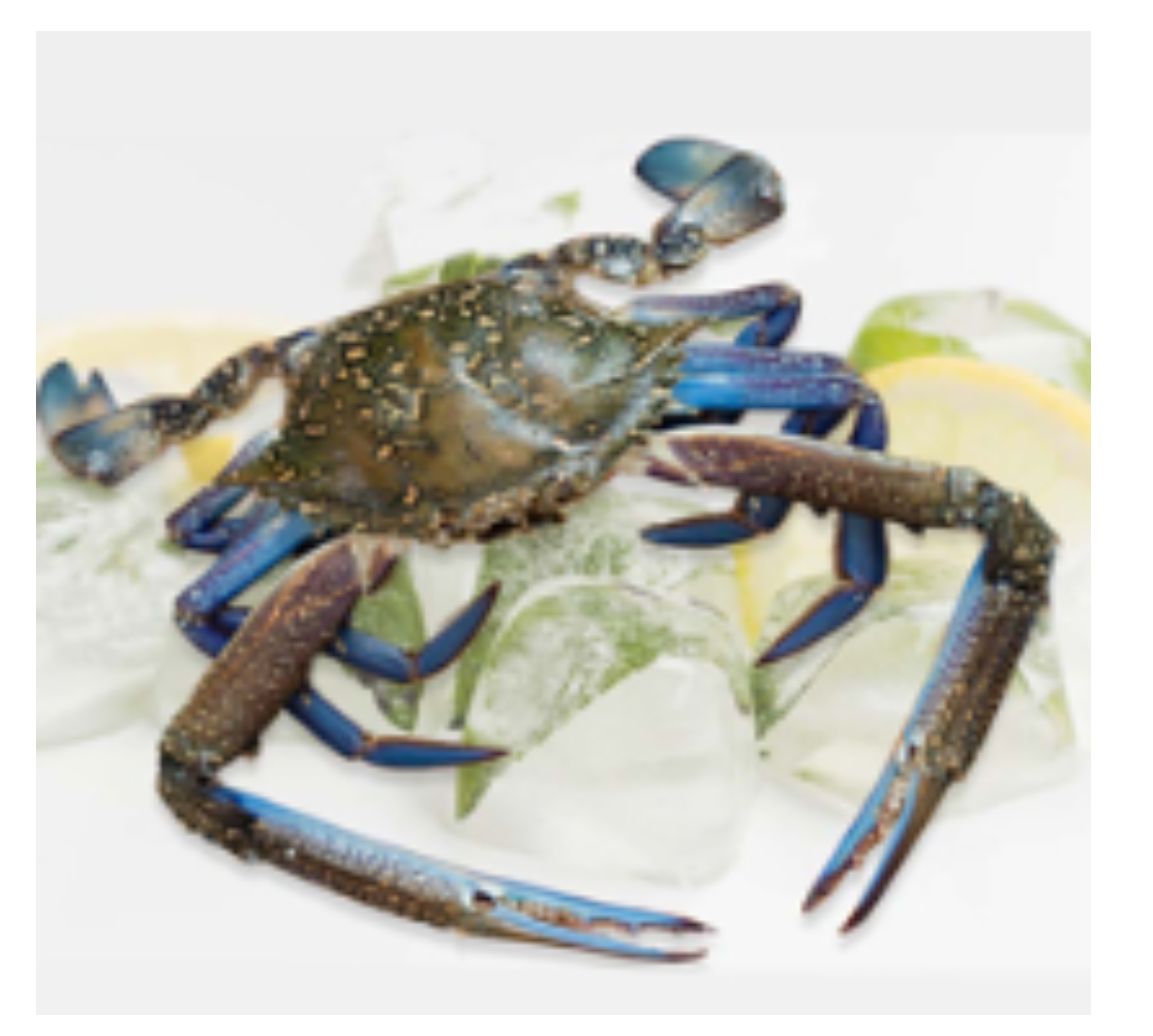 Blue Crab – Fresh from the Sea | Deep Seafood Company