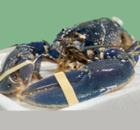 Blue Lobster – Exotic & Premium | Deep Seafood UAE