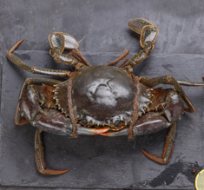 Mud Crab – Sourced from Global Waters | Deep Seafood UAE