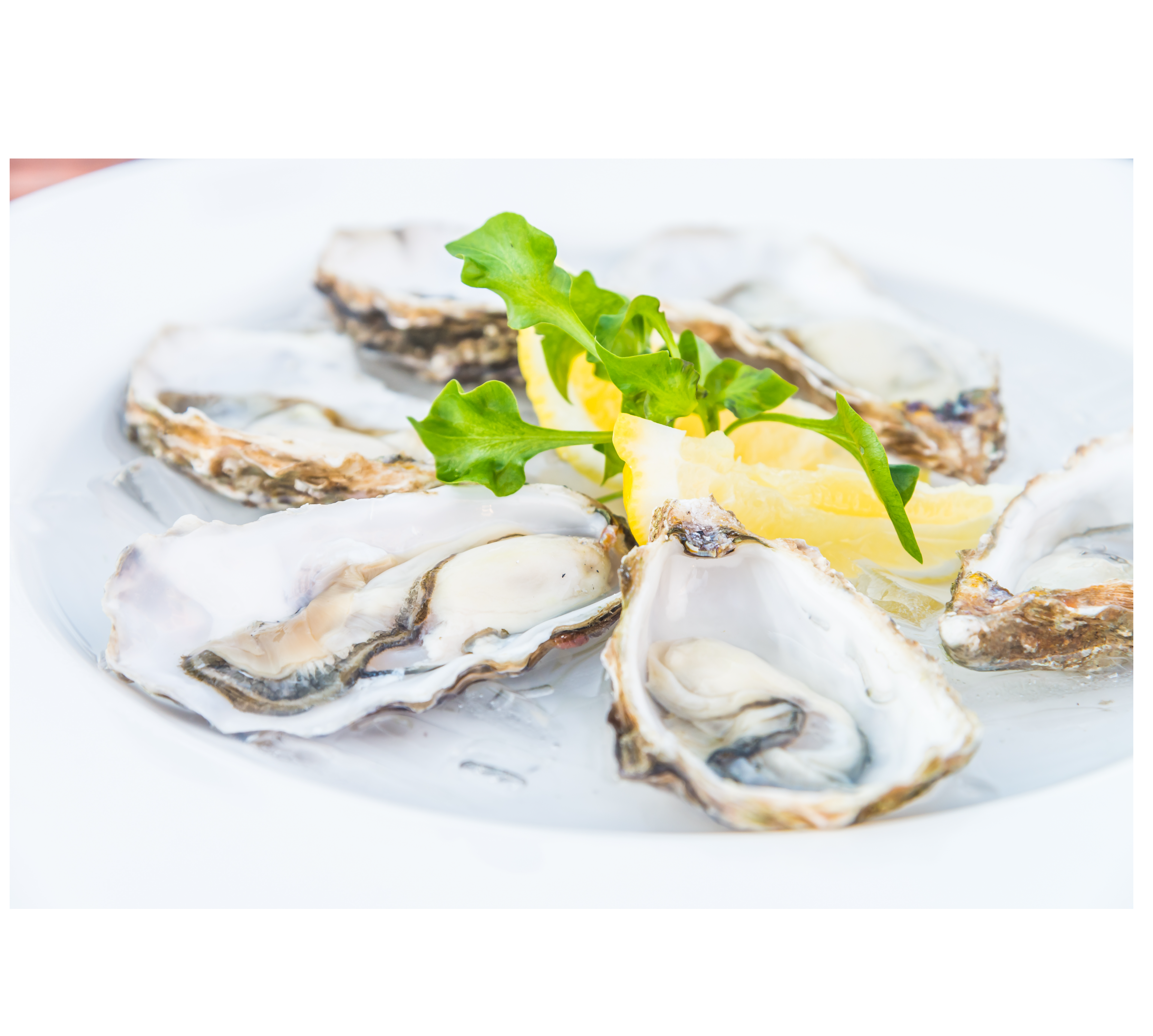 Fresh Oysters – Taste the Ocean’s Best | Deep Seafood UAE